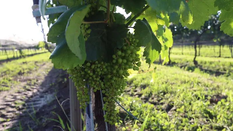 Vino 5